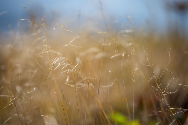 field of wheat