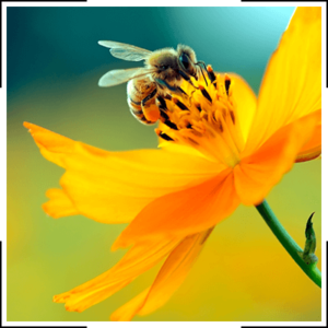 bumblebee on a spring flower